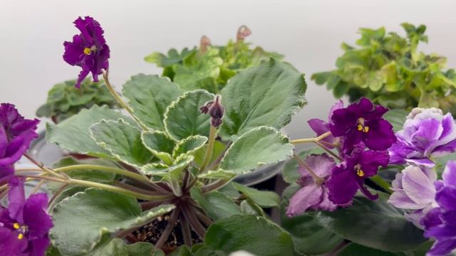 Миниатюрные фиалки, обзор сортов за 31.01.26 смотреть онлайн