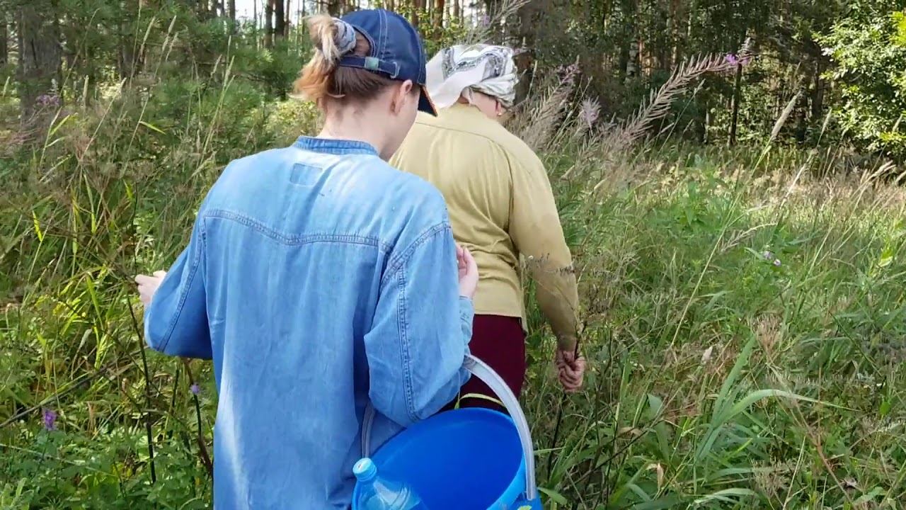 Архив:В лес за малиной🍓Живём в деревне смотреть онлайн