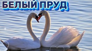 БЕЛЫЙ ПРУД.
 ЛЕБЕДИ.