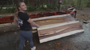 Распиловка красивого дерева . Ленточная пилорама .