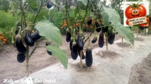 С урожаем будет даже начинающий огородник. Эти баклажаны выращивала на грядках -термосах