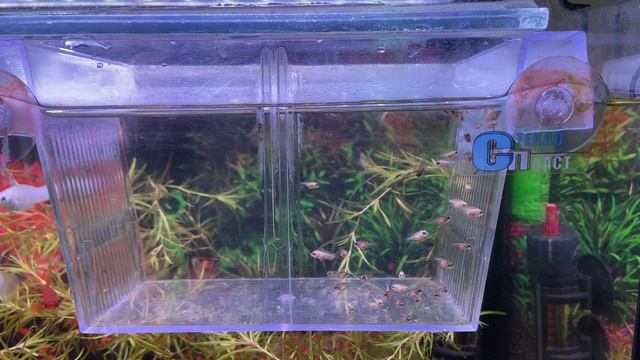 Малышня растет и обретает окрас