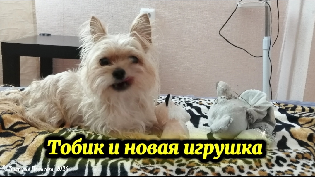 Тобик и новая игрушка смотреть онлайн