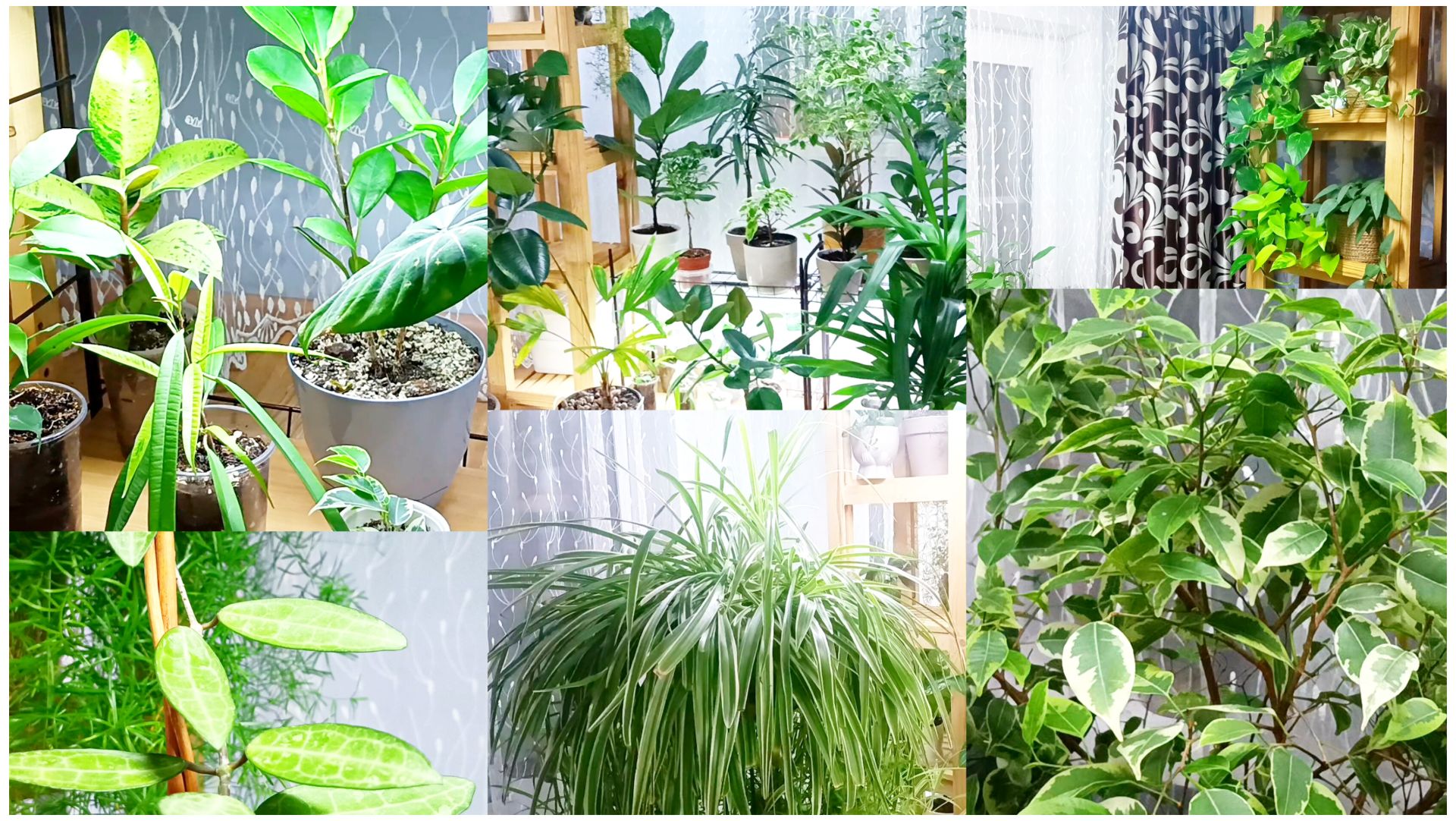 Домашние цветы. Обзор коллекции часть 2. Январь 2026. смотреть онлайн