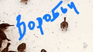 Воробьи на пастбище. Зимняя зарисовка