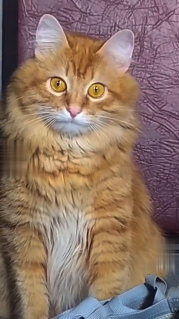 Современные поговорки смотреть онлайн