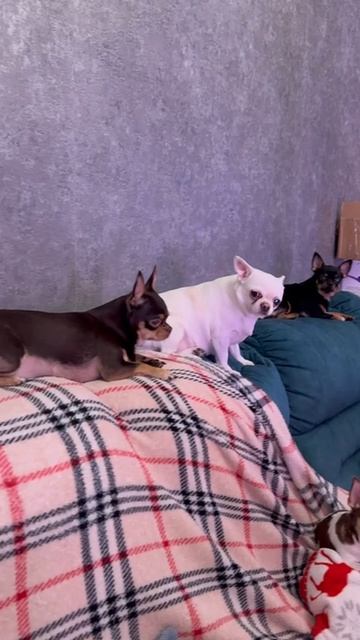 Как птички на ветке.