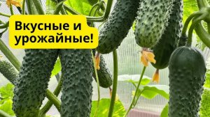 Два урожайных и вкусных огурца- советую попробовать вырастить
