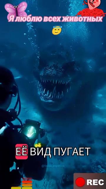 Я люблю всех животных😇 смотреть онлайн