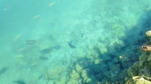 ЛОВЛЯ РЫБЫ В МОРЕ