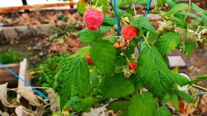 Проверяю ремонтантную малину в феврале: что выросло?