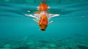 Счастье живет рядом с нами