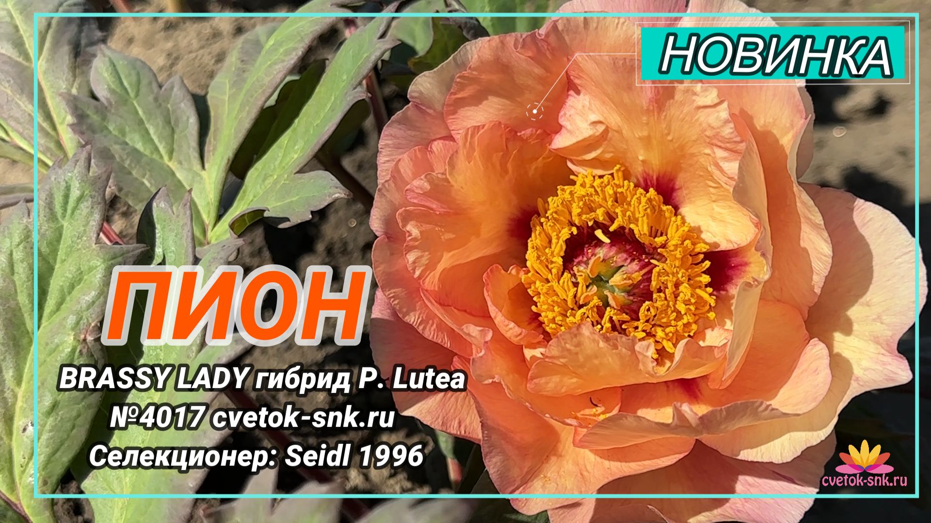 ПИОН «BRASSY LADY» гибрид P. Lutea/Сад Ворошиловой