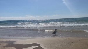 Витязево, г. Анапа 2025