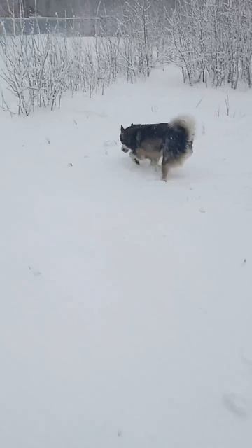 Амур🐶 мальчуган небольшого ростика, лаечного типа, молодой