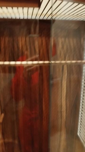 Витрина для попугая из массива ореха