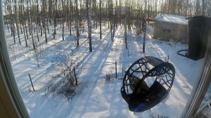 Миссис Снегирь обороняется, Балдуин трудится, синицы дуются