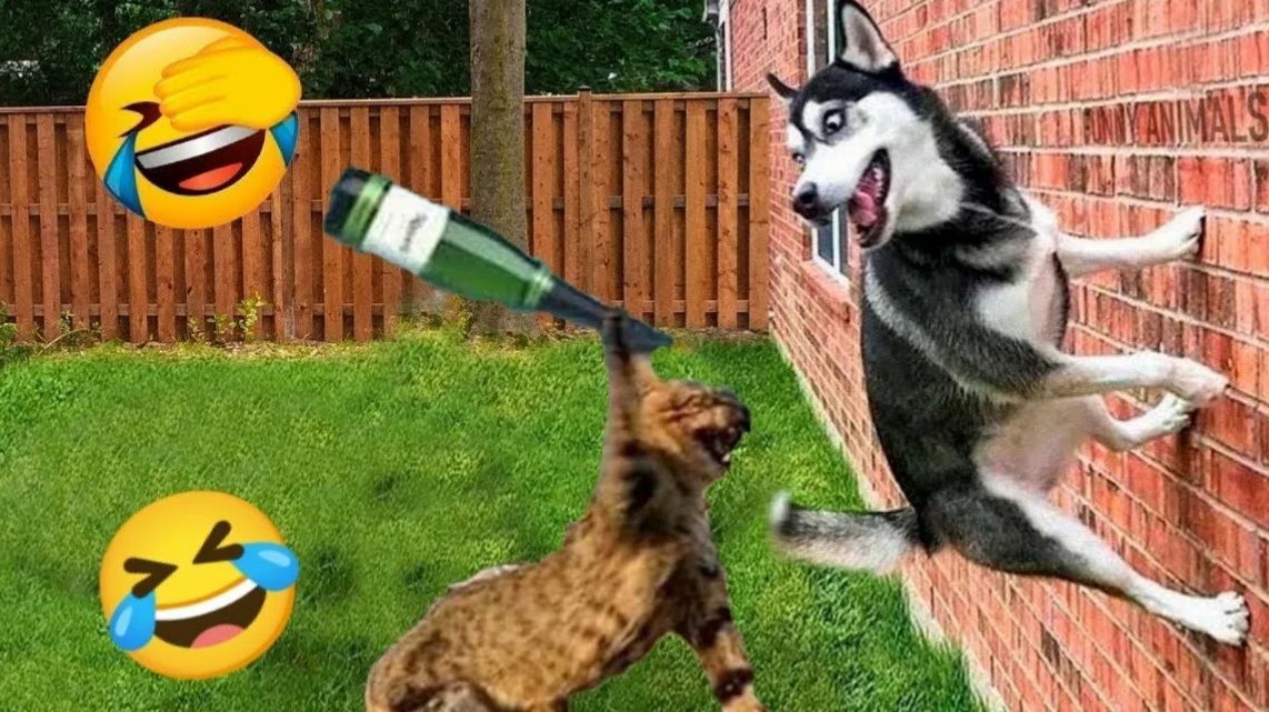 СМЕЙСЯ ДО СЛЁЗ 🤣 ВЕСЕЛАЯ ПОДБОРКА ПРИКОЛОВ С ЖИВОТНЫМИ😁 смотреть онлайн