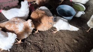 КУДА ПОЕХАЛИ?. Петя _ УПРАВЛЯЕТСЯ. Я на кухне.