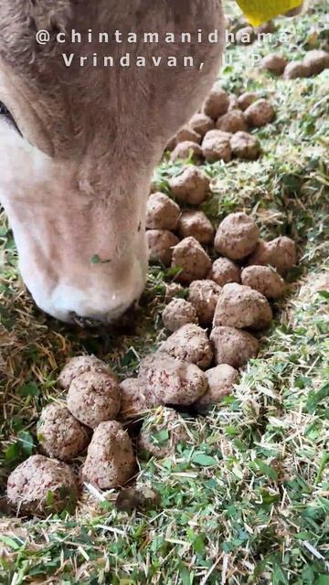 25 - 31 января. Видеоотчет о кормлении коров смотреть онлайн