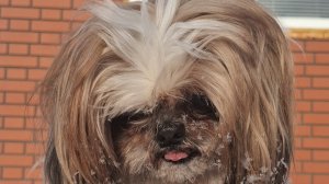 Собачий релакс