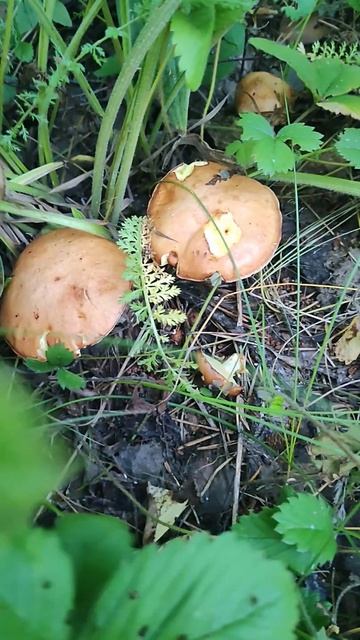 Кто сказал, что в лесу не интересно? смотреть онлайн