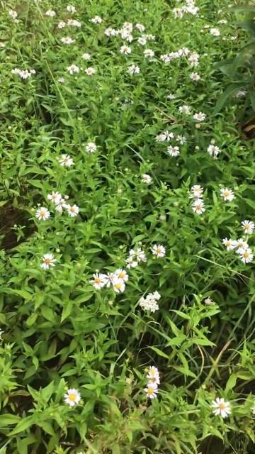 Ленобласть. Хвойное. 07.08.2024. Растение-Ромашка душистая смотреть онлайн