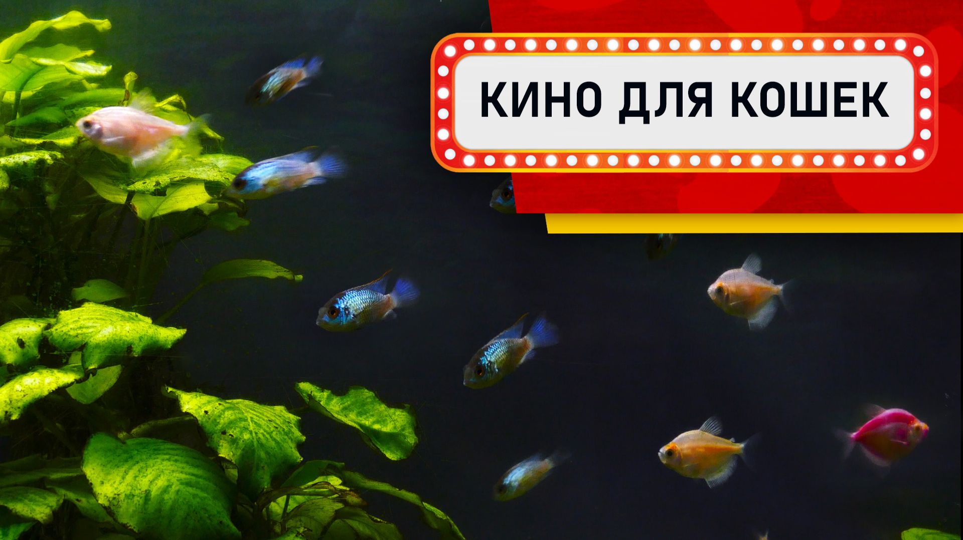 Видео для Кошек - Большой зеленый аквариум (Развлеки своего кота) смотреть онлайн