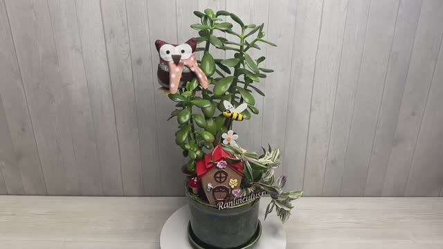 Композиция с денежным деревом в керамическом кашпо смотреть онлайн