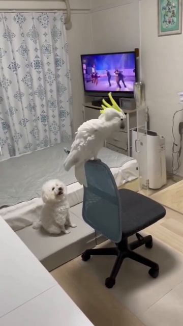 веселые попугаи🦜 смотреть онлайн