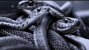 ЗМЕИНЫЙ КЛУБОК. СИЛЬНАЯ ЧИСТКА ОТ ЗАВИСТНИКОВ