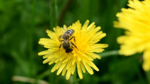 Пчела и солнечный одуванчик смотреть онлайн