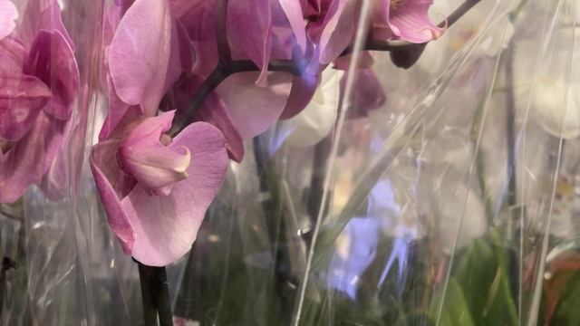 Обзор орхидей. Цветочный рынок🌸🌸🌸 смотреть онлайн