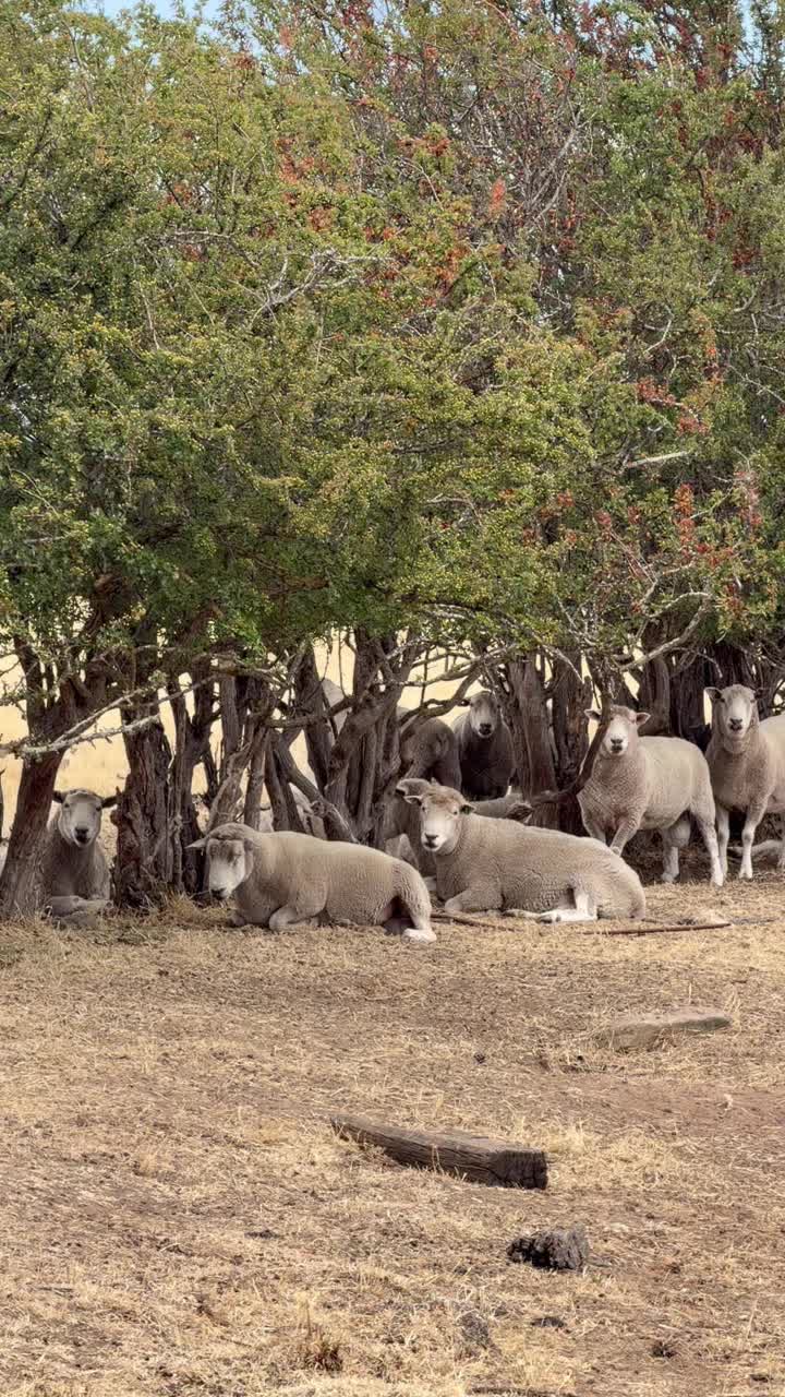 Мериносы смотреть онлайн