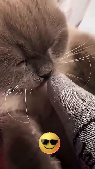 Самые смешные котили на свете 🤣😂 постарайтесь не засмеяться 🤯🫶🙀 смотреть онлайн