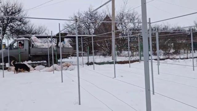 РАБОТЫ НА ВИНОГРАДНИКЕ НЕ ПРЕКРАЩАЮТСЯ И ЗИМОЙ  тел:8-993-451-00-51