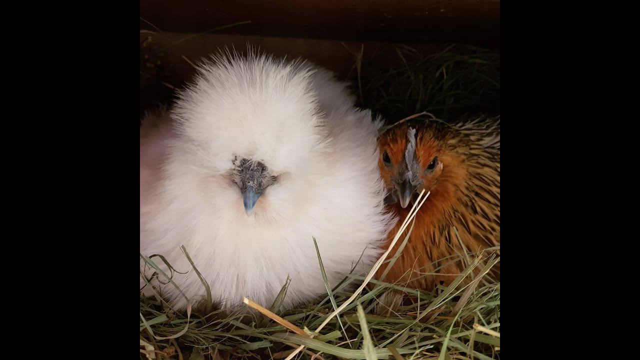 ВЛОГ/Завтрак/На кухне с фильмом/Про цветы, орехи, тыкву, кур…