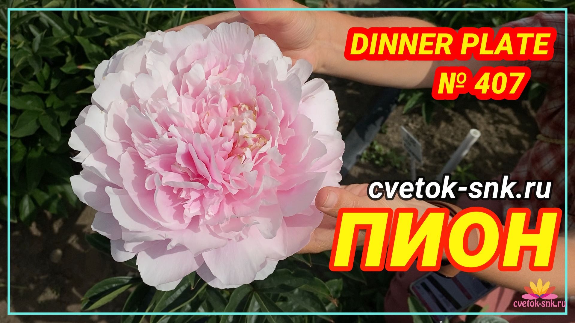Травянистый «DINNER PLATE»/Сад Ворошиловой
