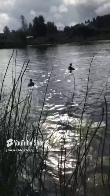 Ленобласть.Вуокса. Часть 148. Утята_ И старшие и младшие на обед собрались все, прилетели и приплыли смотреть онлайн