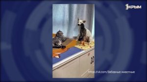 Клуб Шико. Выпуск от 31.01.26