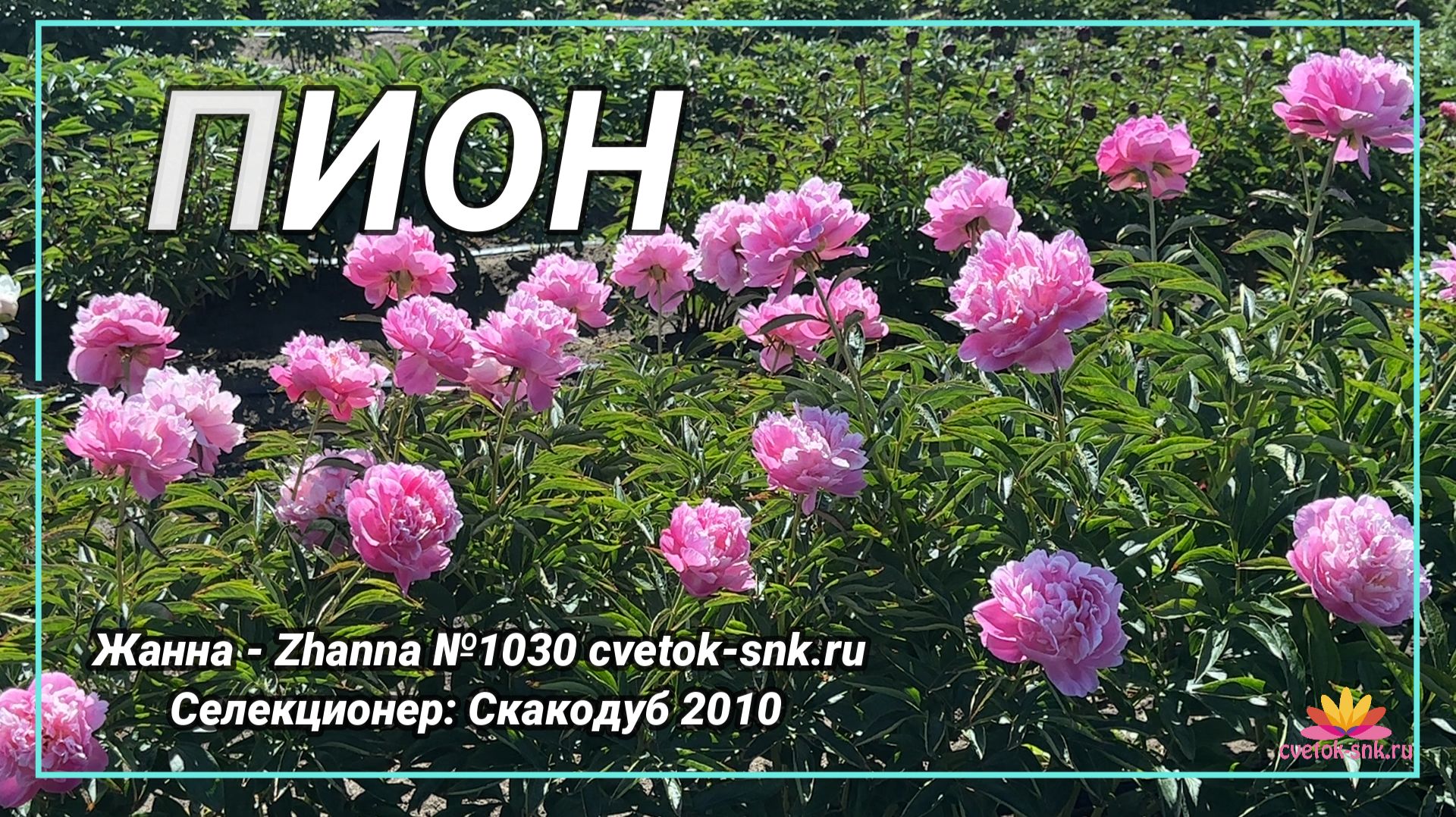 Травянистый «Жанна — Zhanna»/Сад Ворошиловой