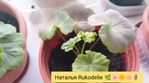 🌟15 мая 2025 года🌟Мои пеларгонии🌟Новые сорта🌟