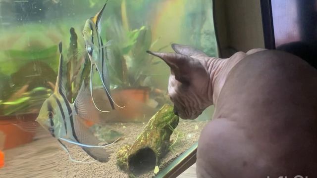 Сфинкс Дуся и аквариум. Когда у котейки есть собственный телевизор) смотреть онлайн