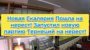 Новая Скалярия Пошла на нерест! Запустил новую партию Тернеций на нерест!
