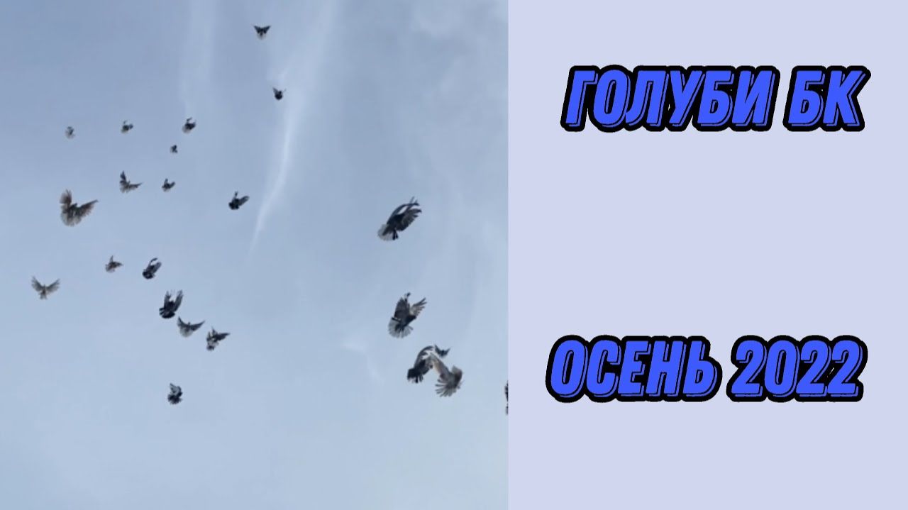 Торцовые Голуби БК. Осень 2022 года смотреть онлайн