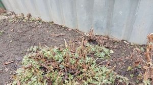 Обход огородных владений!🌳🪴🌲 Планы! Извините за голос, отдышка!🙏 Юг России 🌴