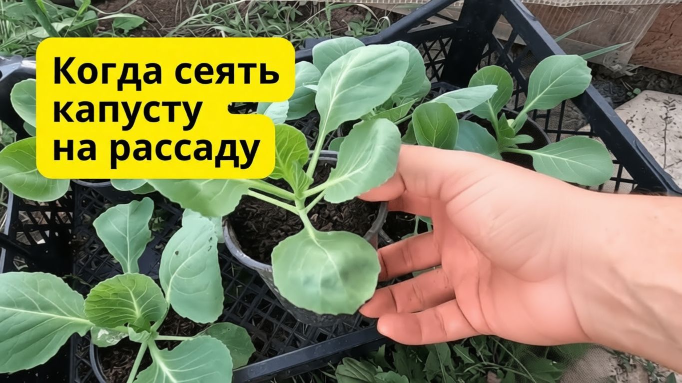 Когда сеять раннюю капусту на рассаду- точные сроки посева смотреть онлайн