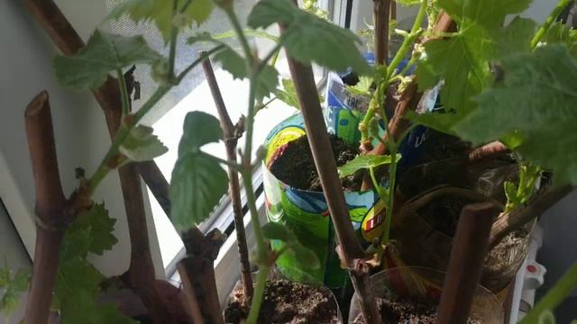 Виноград. Нюансы, при укоренении черенков. смотреть онлайн