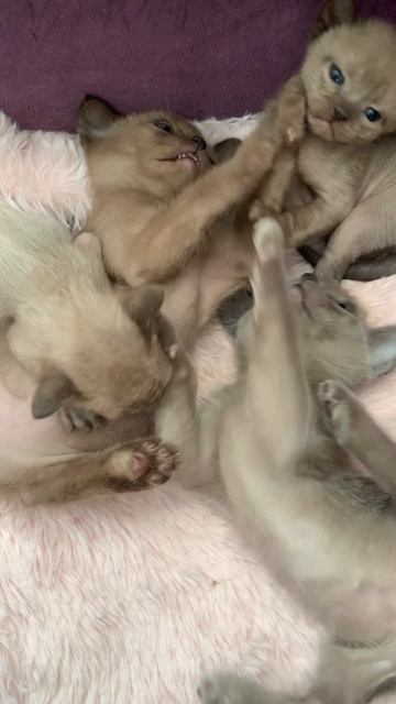 Котики муркотики с лапками смотреть онлайн