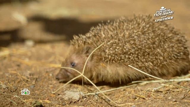 Порция милоты: ежиная ферма в Уджане | «Поедем, поедим!» смотреть онлайн